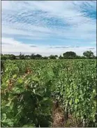  ??  ?? Des vignes dans le Médoc.