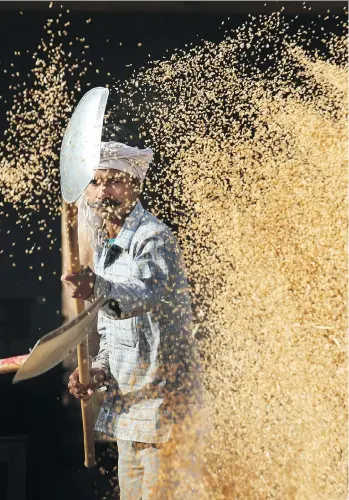  ?? PEDRO UGARTE/AFP/GETTY IMAGES FILES ?? A farmer cleans wheat at a market in Moonak, India. Late last year, India imposed tariffs on wheat, chickpeas and lentils, among other agricultur­al goods. The measure had a big impact on AGT Food and Ingredient­s Inc. as India is one of the Regina-based...