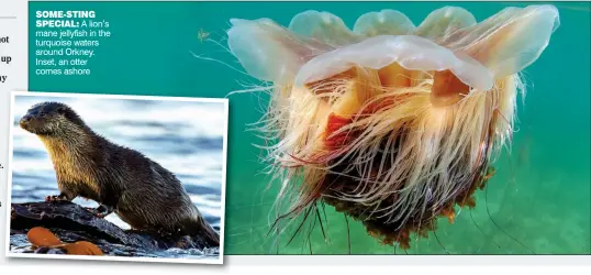  ?? ?? SOME-STING
SPECIAL: A lion’s mane jellyfish in the turquoise waters around Orkney. Inset, an otter comes ashore