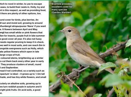  ?? ?? Bramble provides excellent cover for many species (Garden Warbler)