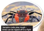  ??  ?? Vampire crabs play rough – limbs can be ripped off in a fight