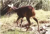  ??  ?? Sub-adult bushbuck rams’ coats remain red prior to maturity.