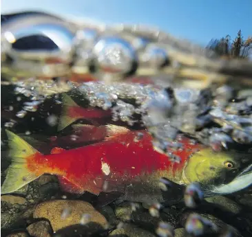  ?? JONATHAN HAYWARD/THE CANADIAN PRESS ?? A spill of diluted bitumen would threaten the survival of young salmon even if the fish ended up in clean water following exposure, says a new study.