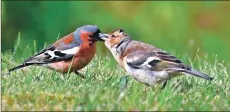  ?? Photo Arno Loessner ?? Chaffinch feeding young.