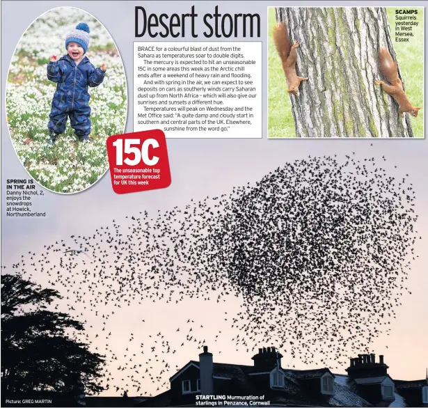  ?? Picture: GREG MARTIN ?? SPRING IS IN THE AIR Danny Nichol, 2, enjoys the snowdrops at Howick, Northumber­land
STARTLING Murmuratio­n of starlings in Penzance, Cornwall
SCAMPS Squirrels yesterday in West Mersea, Essex