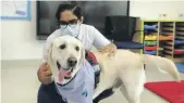  ??  ?? Lotus the therapy dog spends quality time with Gems Metropole School pupil Avichal Sood Chris Whiteoak / The National