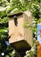  ??  ?? 1
There are few 1 things finer than seeing birds nest in a bird box you’ve put up.
2 The young Butterfly Brothers pond dipping.
3 House sparrows like to nest en masse