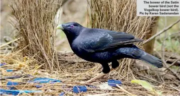  ??  ?? The bower of the Satin bower bird (not the Vogelkop bower bird). Pic by Keren Sadanandan