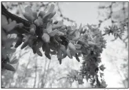  ?? AP/Dean Fosdick ?? Redbuds bloom near New Market, Va., about the time bees are beginning to emerge to forage for a new season of honey production. Winter and early spring are the lean months for honeybees as they emerge from their dwindling food supplies to forage....