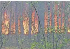 ?? FOTO: CEVIN DETTLAFF/DPA ?? Beelitz im Juni 2022: Waldbrände breiten sich an mehreren Stellen in Brandenbur­g aus.