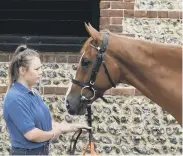  ??  ?? Glen Rocco, trained by Nick Gifford, pictured at Downs Stables, Findon. Photo: Jeannie Knight