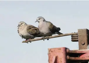  ??  ?? ●● A pair of turtle doves perched on a television aerial