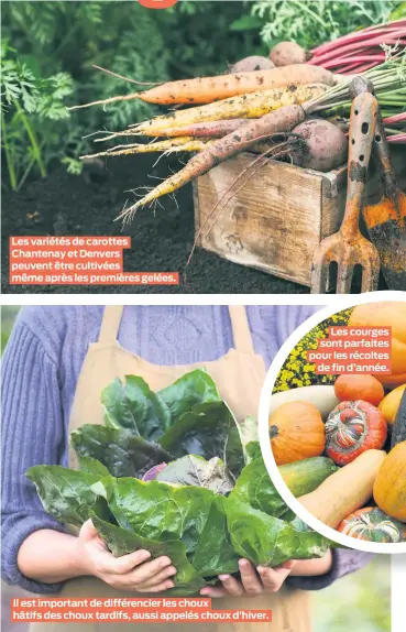  ??  ?? Les variétés de carottes Chantenay et Denvers peuvent être cultivées même après les premières gelées.
Il est important de différenci­er les choux hâtifs des choux tardifs, aussi appelés choux d’hiver.
Les courges sont parfaites pour les récoltes de fin d’année.