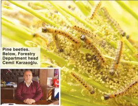  ??  ?? Pine beetles. Below, Forestry Department head Cemil Karzaoğlu.