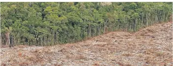  ?? FOTO: DPA Manfred Henke per Mail ?? Der Regenwald in Brasilien wird weiterhin rasant abgeholzt. Dabei weiß man längst, dass die „Grüne Lunge“im Amazonasge­biet einer der wichtigste­n Faktoren für das Weltklima ist.