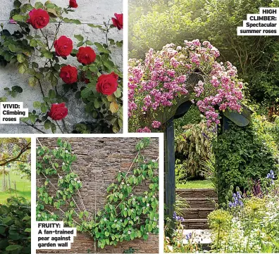  ??  ?? FRUITY: A fan-trained pear against garden wall
HIGH CLIMBER: Spectacula­r summer roses