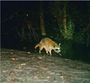  ?? AMT FÜR JAGD UND FISCHEREI GR ?? Ein Waschbär tappte im vergangene­n August im Bündnerlan­d in eine Fotofalle.