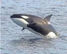  ?? PROVIDED BY LOTTI KEENAN/ISLAND PACKERS ?? The attack on a great white shark by a lone orca such as this one, could be a sign of change in the marine ecosystem, scientists say.