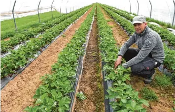  ??  ?? Im Folientunn­el gedeihen die Pflanzen von Stephan Seibold zwar sicherer, sind aber auch deutlich teurer im Anbau. Drei Viertel der Erdbeeren wachsen deshalb auf freiem Feld.
