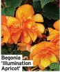  ?? ?? Begonia ’Illuminati­on Apricot’