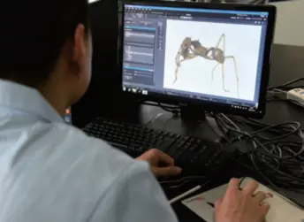  ??  ?? A technician at the Sichuan Entry-exit Inspection and Quarantine Bureau observes an enlarged image of a leaf-cutter ant on April 18, 2016. Such live ants being smuggled in by express mail were intercepte­d at an airport in southeast China