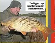  ??  ?? The bigger carp can often be easier to catch in winter.