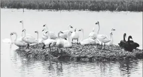  ?? PROVIDED TO CHINA DAILY ?? Swans gather in Qilihai Natural Wetland Park in Tianjin.