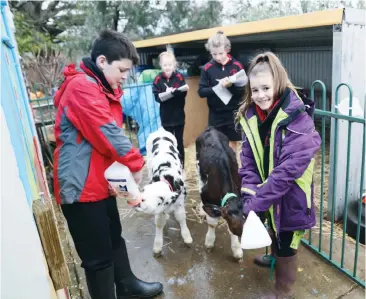  ??  ?? Nilma Primary School students Xavier Allsop and Jade Mamalito feed calves Cadbury and Ushi, watched on by Zaic Farmer and Emma Crook who were tasked to complete the health check list.