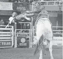  ?? Ed Kaiser/Postmedia News ?? Nebraska’s Cort Scheer gets bucked off in the saddle bronc riding goround on Friday at the Canadian Finals Rodeo in Edmonton.