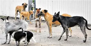  ??  ?? Cientos de miles de perros viven sin protección ni alimento.