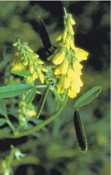  ?? ARCHIVFOTO: UB BRAUNSCHWE­IG ?? Der Steinklee wird wegen seiner gelben Farbe auch „Honigklee“genannt.