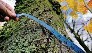  ?? RP-FOTO: ACHIM BLAZY ?? Wo Baumschutz­satzungen gelten, dürfen Bäume nur bis zu einem bestimmten Umfang, zum Beispiel bis 80 Zentimeter in einem Meter Höhe, ohne Erlaubnis gefällt werden. In Ratingen gibt zur Zeit keine derartige Satzung.