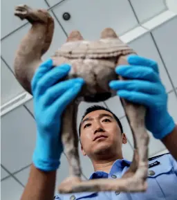  ??  ?? A police officer in Fengxiang County, Shaanxi Province inspects a reclaimed artifact, August 2017