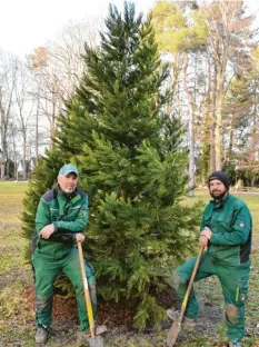  ?? Foto: Christian Kruppe ?? Gartenbaue­r Peter Quass (links) und sein Mitarbeite­r Matthias Kreuz haben einen Mammutbaum im Schwabmünc­hner Luitpoldpa­rk gepflanzt.