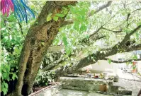  ?? Pix by Athula Devapriya ?? The Bo tree providing shade at the Bodhirajar­amaya.