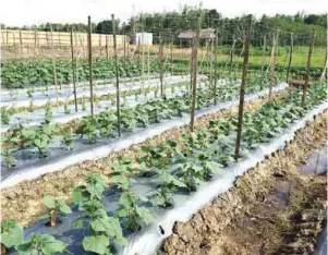  ??  ?? Cucumber plants.