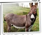  ??  ?? Peckish:Peckish Vitus the donkey
