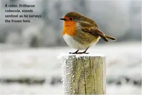  ??  ?? A robin, Erithacus rubecula, stands sentinel as he surveys the frozen fens.