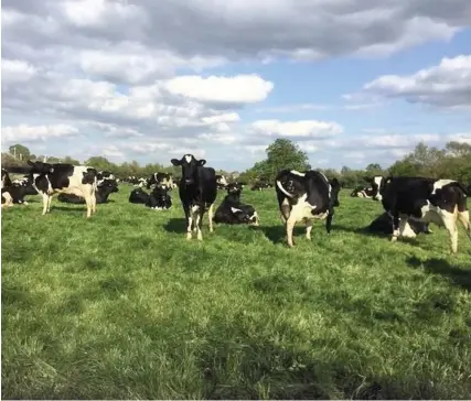  ??  ?? > Ro Collingbou­rn now gains greater satisfacti­on seeing the cows grazing the fields, producing a tillering effect, which will increase grass growth through the season with less fertiliser inputs.