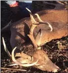  ?? (Arkansas Democrat-Gazette/Bryan Hendricks) ?? The author was on the deer stand for only 14 minutes on Dec. 14 in Jefferson County when this buck arrived at about 4 p.m. The author took the buck with a custom hand load fired from Winchester Model 70 Stainless Stalker chambered in 7mm Remington Magnum.