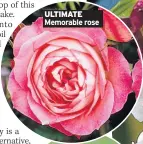  ??  ?? ULTIMATE Memorable rose