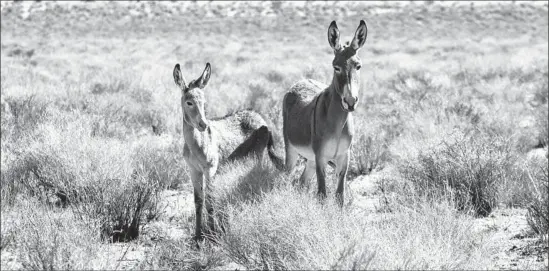  ?? Brian van der Brug Los Angeles Times ?? THE BURRO as faithful beast of burden contrasts with the reality that they breed prolifical­ly and often out-compete native vegetarian wildlife in Death Valley.