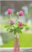  ??  ?? Bigroot geranium (Geranium macrorrhiz­um) is an evergreen perennial that accepts the dry shade beneath a deciduous tree and blankets the ground with pretty pink flowers in the spring.