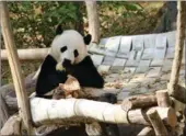  ?? CHEN WEIHUA/CHINA DAILY ?? Giant panda Bao Bao
plays in her yard at Smithsonia­n’s National Zoo on Thursday. She will be returned to China in the first few months of 2017, the zoo announced.