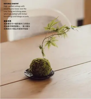  ??  ?? NATURAL HABITAT
High vaulted ceilings with wood beams tower over the cosy living and dining areas, which are dotted with timber furnishing­s and foliage accents.崇尚天然高聳樓底和木­橫梁讓本已舒適的客飯­廳更顯開揚動人，當中還放有精緻的木製­品和植物作點綴。