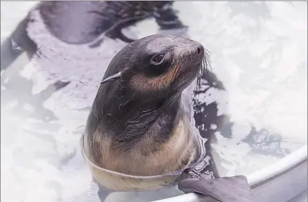  ?? Photograph­s by Don Leach Daily Pilot ?? A NORTHERN FUR seal is treated at the Pacific Marine Mammal Center, which expects an influx of malnourish­ed sea lions.