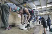  ?? Photo: Anthony Phelps/STUFF. ?? Action from the Flaxbourne A and P show at Ward near Blenheim. Ward’s Radar Thompson shearing in the intermedia­te heat.