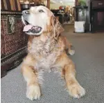  ??  ?? Cody the golden retriever, who sparked a fuss over Victoria’s animal-control laws, died in October.