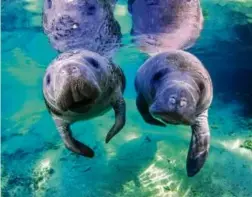  ?? CAROL GRANT ?? Manatees are the main attraction in Crystal River, Fla.