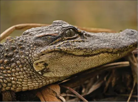  ?? GERALD HERBERT — THE ASSOCIATED PRESS FILE ?? A small alligator sits on a log along a bank in the Maurepas Swamp in December 2020in Ruddock, La. California cannot ban the importatio­n and sale of crocodile and alligator products, a federal judge ruled Tuesday.